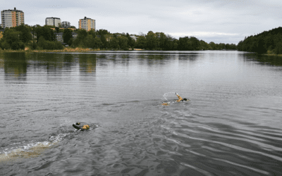 OPEN WATER SWIMMING TRAINING in Sickla